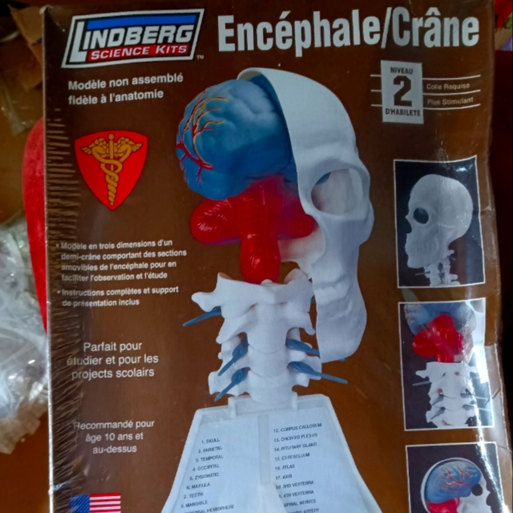 Fun Skull Model Halloween Fun